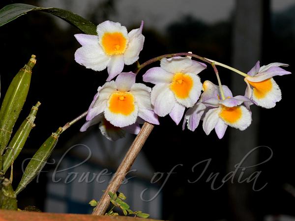 Dendrobium farmeri - Mauve Orange-Lip Dendrobium